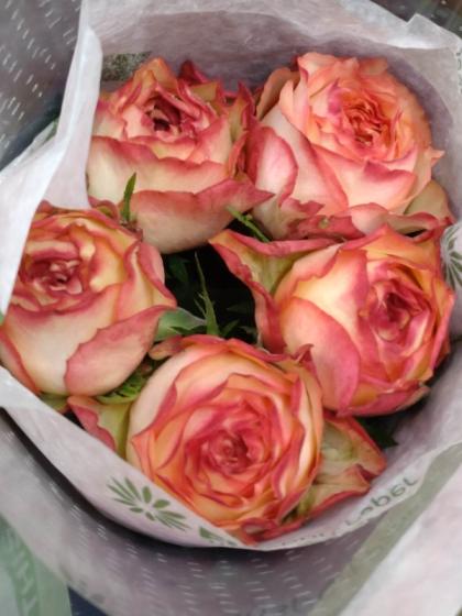 生花】ケニアローズ あさひ(クリームに濃いピンクリップ) 50cm〜 【OR