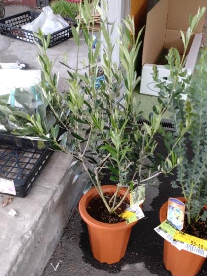 送料無料】【生花/鉢】観葉植物 オリーブの鉢(7寸鉢)※北海道・九州