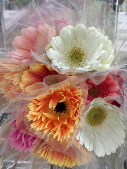 お花ページ 有）フローラ・ヤノオーキッド：品種紹介 バンダピンク系