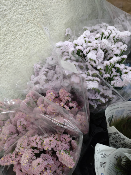 生花】スターチス シースルーホワイト(極淡い紫)60cm程度【OT】 - 花材