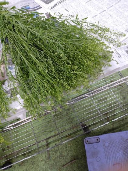 生花】中里さんのタラスピ(グンバイナズナ)50cm - 花材通販はなどんや