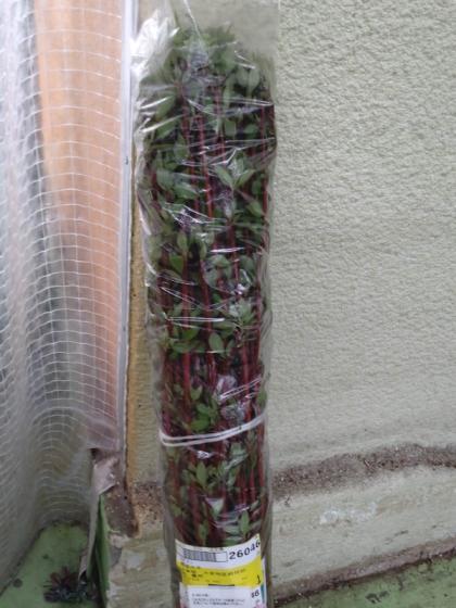 生花】サンゴミズキ(100cm程度)【OT】茨城県ほか※時期により発色異なる