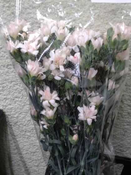 生花】SPカーネ ミニティアラ ミルクホワイト ※木金お届けなし