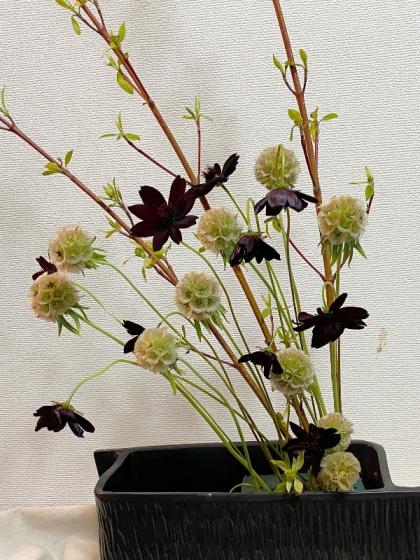 生花】サンゴミズキ(100cm程度)【OT】茨城県ほか※時期により発色異なる