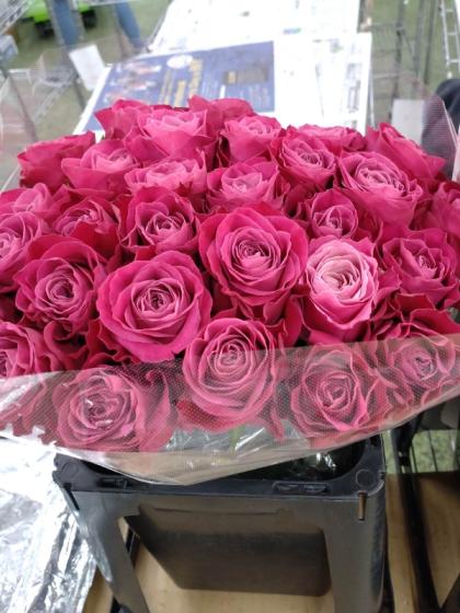 生花】バラ オール4ラブ+(濃い目パープルピンク)【OT】 - 花材通販は