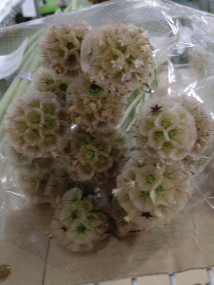 生花】国産ステルンクーゲル(ドラムスティックなど) 福岡県ほか 30cm 