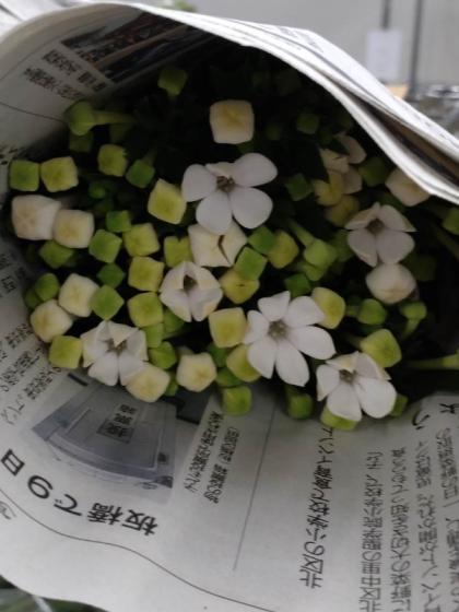 生花】ブバリア ホワイトシュープリームなど(白)::【OR-5】 - 花