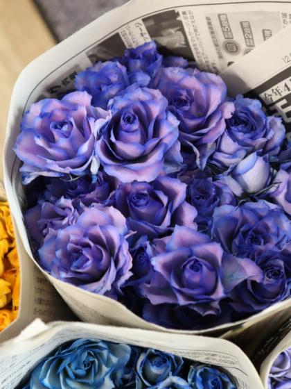 生花】SPバラ 染めロイヤルブルー(濃い青) 【早締切-75】※染色加工商品