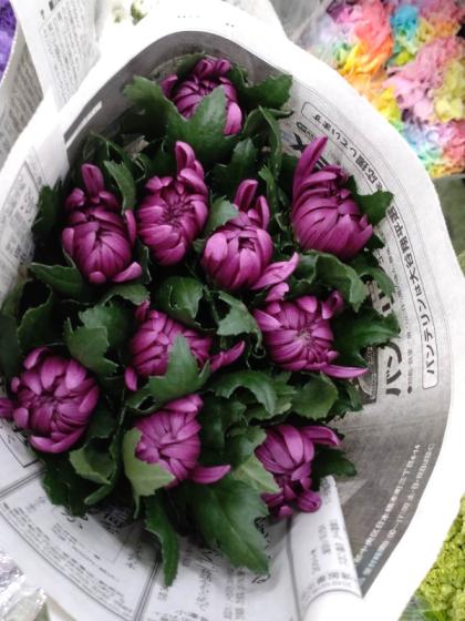 生花】赤菊 Lサイズ～【OR-5】 - 花材通販はなどんやアソシエ