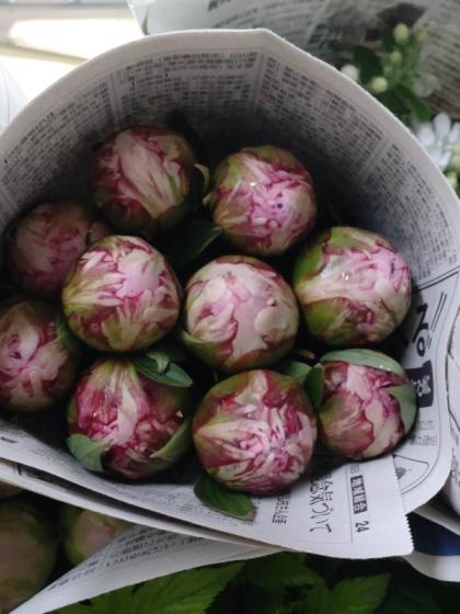 【花苗】芍薬 サラベルナール ★新芽2つ付き★ 淡ピンク 大輪 バラ咲き 八重咲 花苗】芍薬 サラベルナール ☆新芽2つ付き☆ 淡ピンク 大輪 バラ