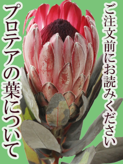 生花】キングプロテア(ピンク)50cm 【OR-83】 | 《通販》はなどんや
