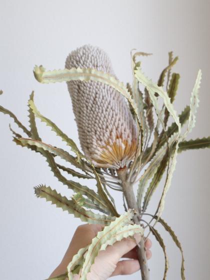 生花】バンクシア プリオノーテス 50cm 【OR-83】※月曜入荷少・早締切