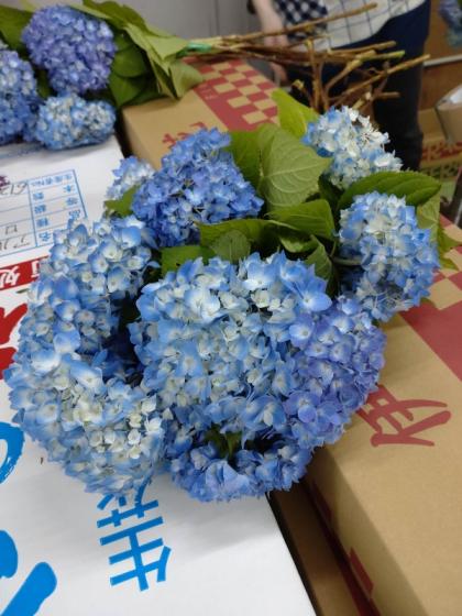生花】期間限定!大島のアジサイ(青)30cm～1本に一輪つき【OT