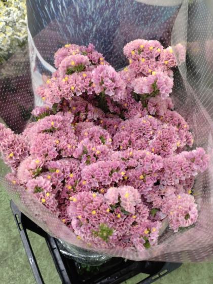 ✨30本【744】ヴィンテージアッシュ スターチス スワッグ 生花