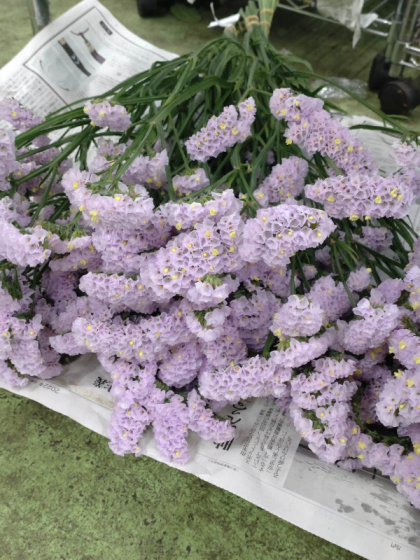 生花】スターチス ナホトカ(淡い紫) 【OR-3】 - 花材通販はなどんや