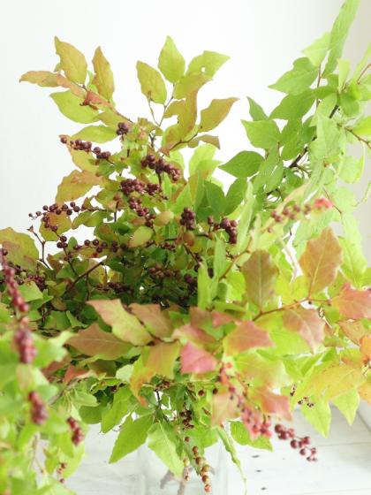 納得できる割引 生花】夏ハゼ 70-80cm程度【OT】 花材通販はなどんやアソシエ - 果樹