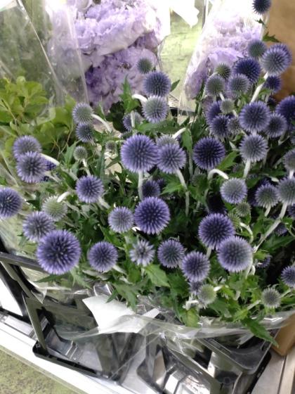 生花】ルリタマアザミ ベッチーズブルー(3輪程度)長野県など【OR-13 