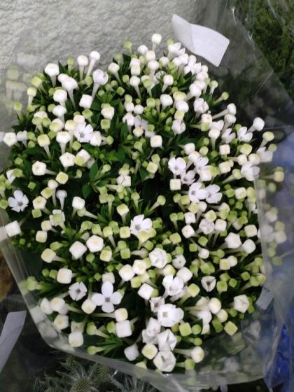 ブバリア様 ブバリア-花しらべ-花図鑑