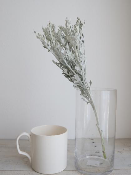 直前】【生花】ダスティミラー シルバーダスト【OT】 - 花材通販はなど