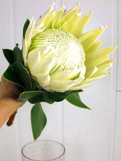生花】キングプロテア アークティックアイス(白)50cm 南アフリカ
