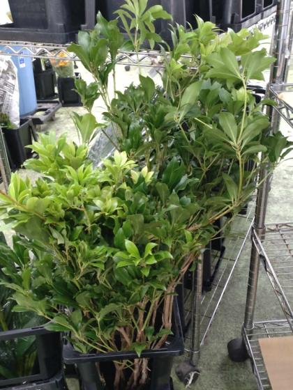 アセビ　生花 生花】アセビ ピュリティ - 花材通販はなどんやアソシエ