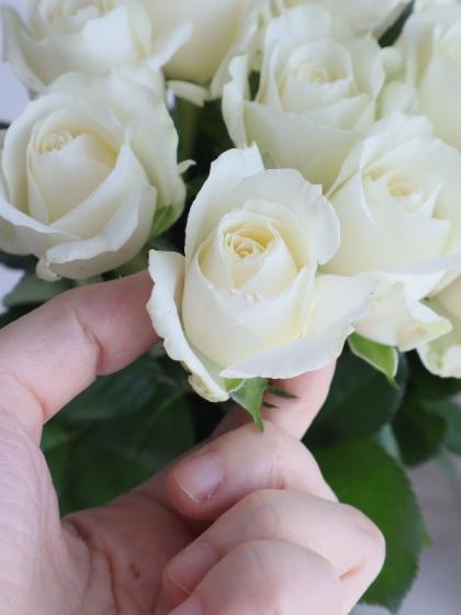 生花】バラおまかせ 白【IT-23】 - 花材通販はなどんやアソシエ