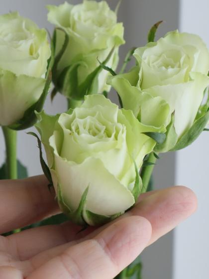 直前!!!】バラ ミントティー(グリーン)※小ぶりの品種です - 花材通販は