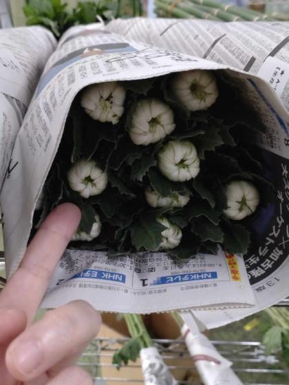 直前】白菊 Lサイズ～【OR-5】【生花】 - 花材通販はなどんや