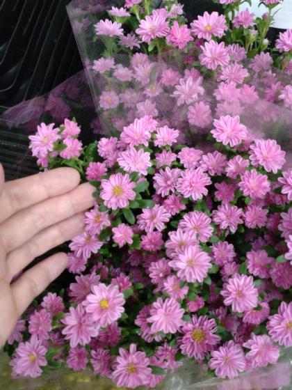 直前!!!】アスター〔ピンク系〕※濃淡おまかせ【OR-5】 - 花材通販は