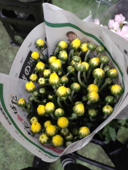 直前!】小菊(黄色)【OR-5】 - 花材通販はなどんやアソシエ