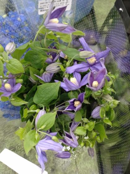 生花】長野県田中さんのクレマチス デュランディ 50〜60cm程度【OT】1