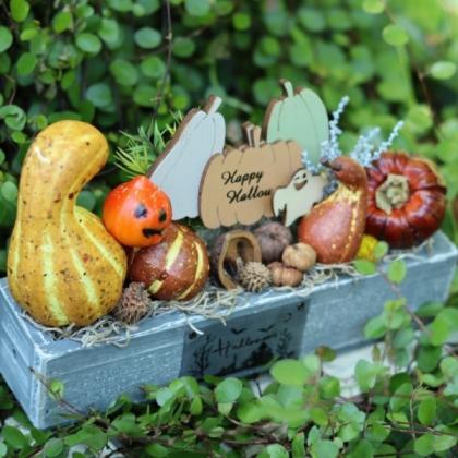 特価◎YDM/スマイルパンプキンピック3P/HW-1508 - 花材通販はなどんや