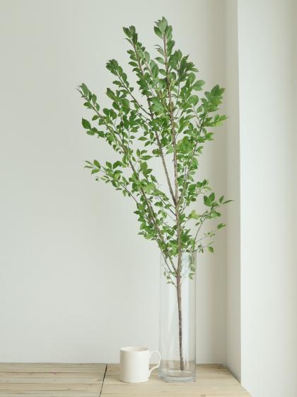 山錦木 生花】錦木(ニシキギ)1m程度【OR-63】※葉はお手入れが必要になります