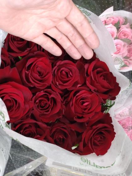 生花】ケニアローズ ソジャンミエバーレッド(赤) 70cm 【OR-82】 - 花