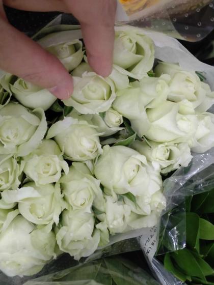 生花】バラ ブルゴーニュ(白)カップ咲き 石田バラ園など 40cm〜【FJ