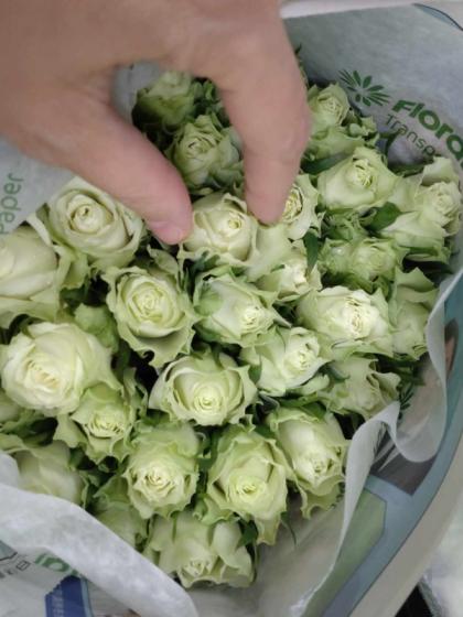 直前!/】バラ ミントティー(緑)□今週のオトク【IT-23】【生花】 - 花