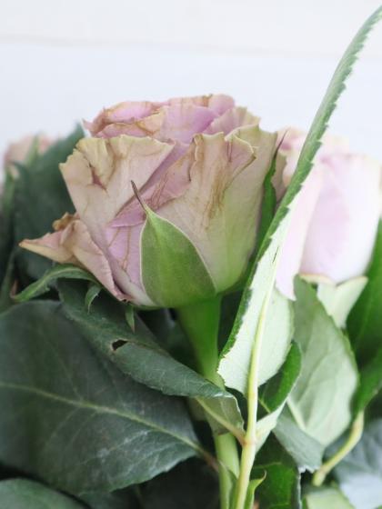 生花】ケニアローズ クラシカルパープル(ライラック) 50cm 【早締切-74