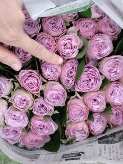 直前!】【生花】バラ ライラッククラシック(紫 カップ咲き)40CM 金田