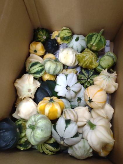 生花】おもちゃかぼちゃ M～Lサイズ(MIX)【OT】 - 花材通販はなどんや