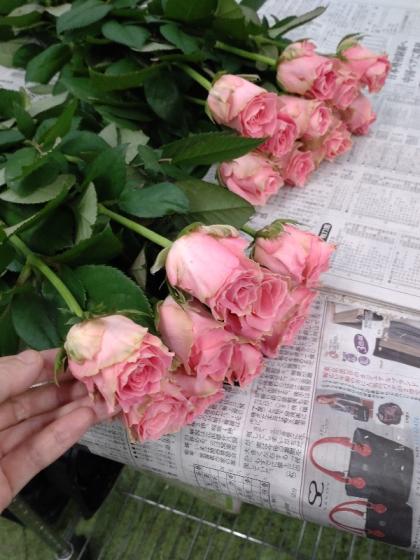 直前!!!】バラ アーリエス+(ピンク系)金田バラ園【生花】 - 花材通販は
