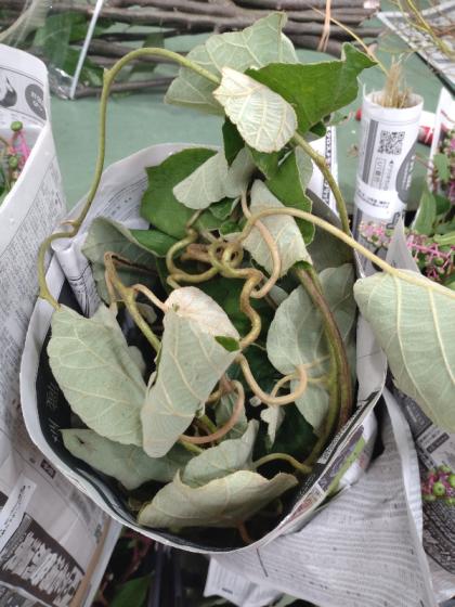 直前】キウイのつる(約100cm)※時期により葉有無・乾燥具合異なり