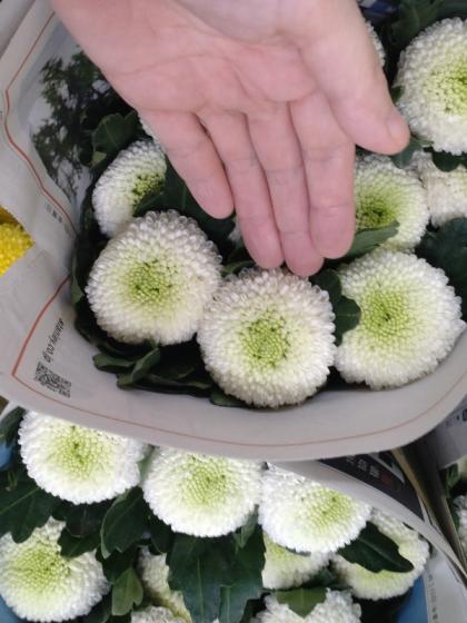 生花】ピンポンマム(白) シベリア、スーパーなど :JFDマム【FJ】 - 花