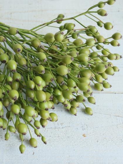 生花】星野さんのローズヒップ マジカルローズ 80cm程度【IT-29】 - 花