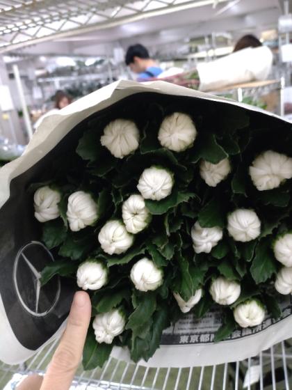 白菊　 JIUSHARK | JF13K DIAMOND WHITE - 株式会社サイズ