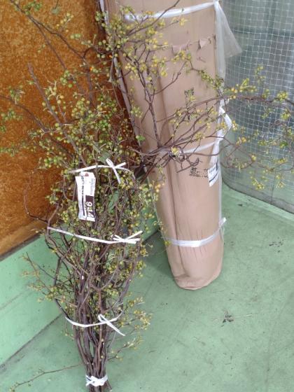 生花】ツルウメモドキ(80cm程度)※木金入荷少【早締切-74】 - 花材通販