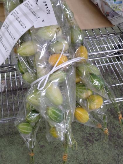 生花】カラスウリ 70cm～【早締切-74】※商品状態は時期により異なる※木