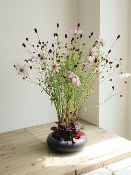 生花】中里園芸 赤葉千日紅 30cm程度【FJ】 - 花材通販はなどん