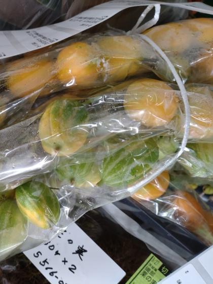 生花】カラスウリ 70cm～【早締切-74】※商品状態は時期により異なる※木