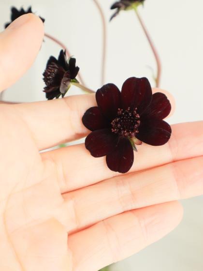 生花】チョコレートコスモス(黒)奥隆善さんほか【OT】 - 花材通販は