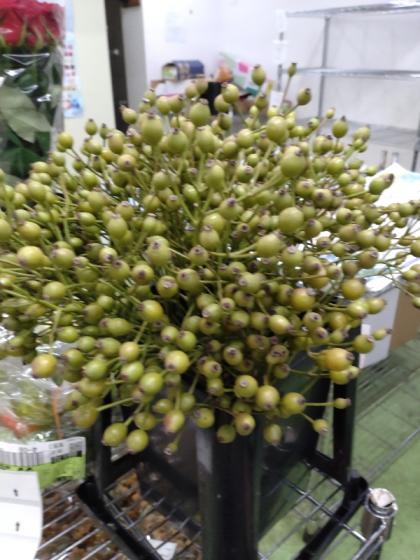 生花】星野さんのローズヒップ マジカルローズ 80cm程度【IT-29】 - 花